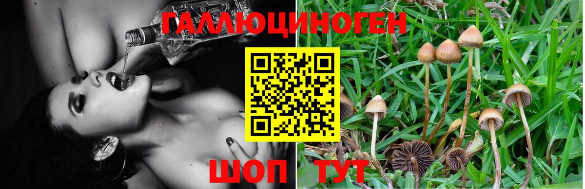 Галлюциногенные грибы Psilocybine cubensis Керчь